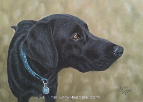 Black Retriever Labrador Dog Pastel Portrait Painting in soft pastels - The Furry Rascals, Cyprus